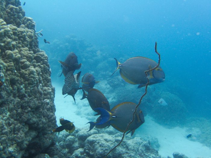 Acanthurus xanthopterus