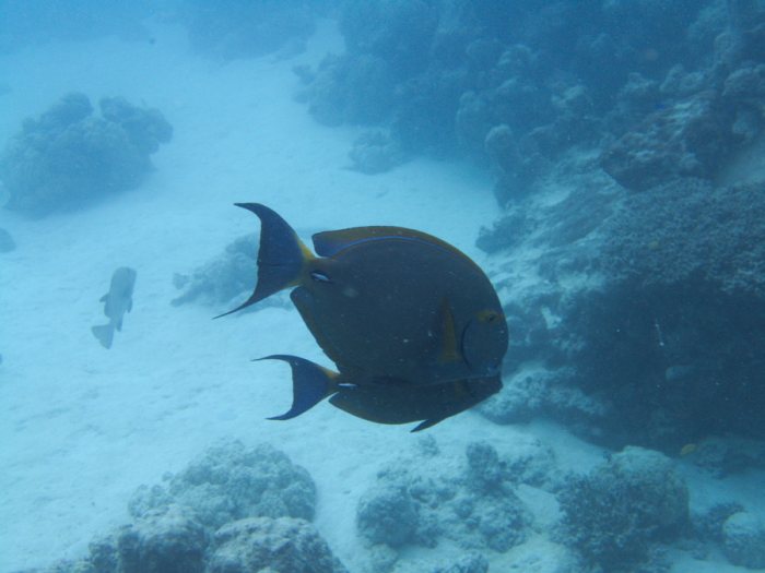 Acanthurus xanthopterus