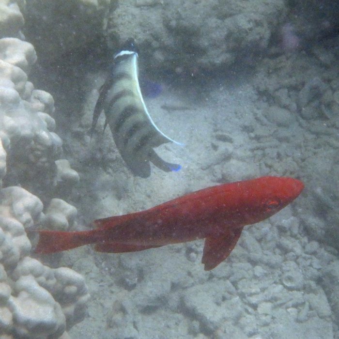 Pomacanthus sexstriatus