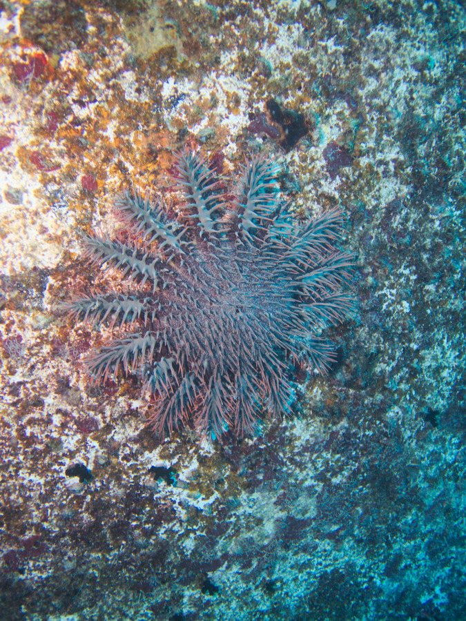 Acanthaster planci