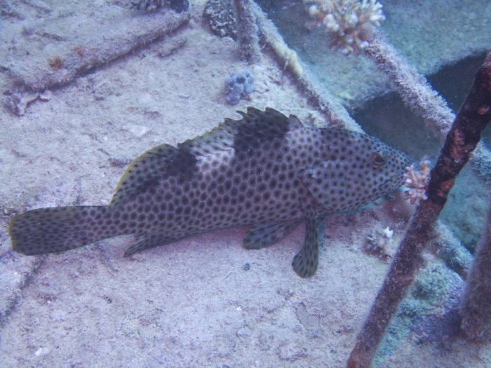 Epinephelus maculatus