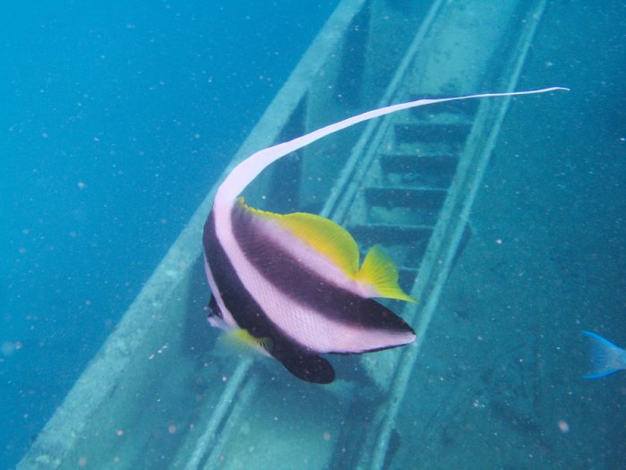 Heniochus acuminatus