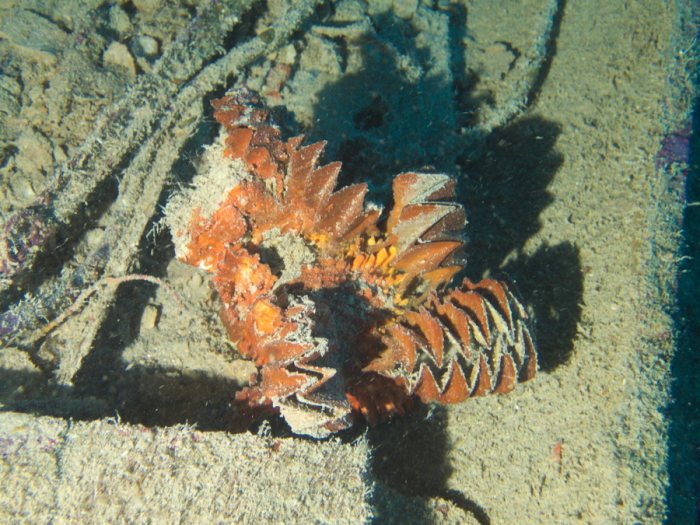 Lopha cristagalli