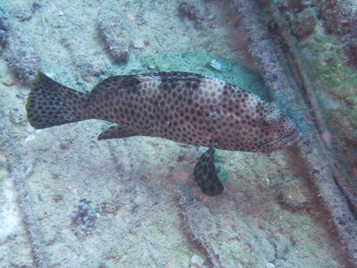 Epinephelus maculatus
