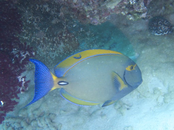 Acanthurus xanthopterus