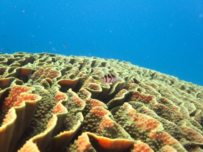 Canthigaster valentini