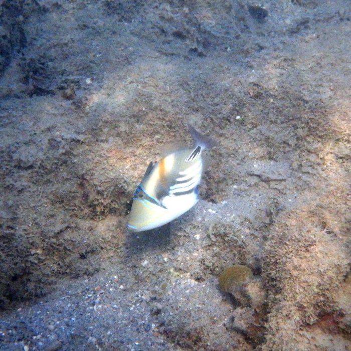 Rhinecanthus aculeatus