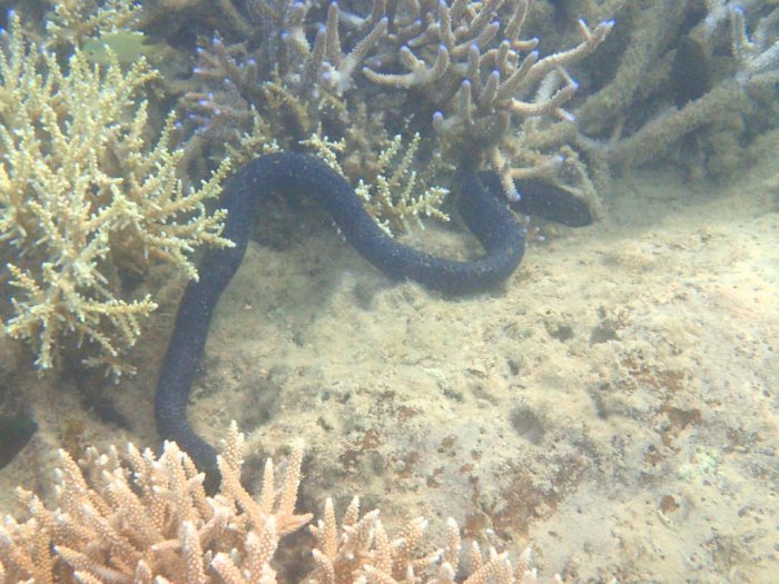 Emydocephalus annulatus