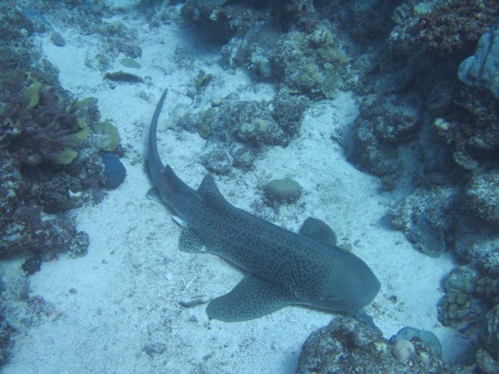 Requin léopard ou requin zèbre