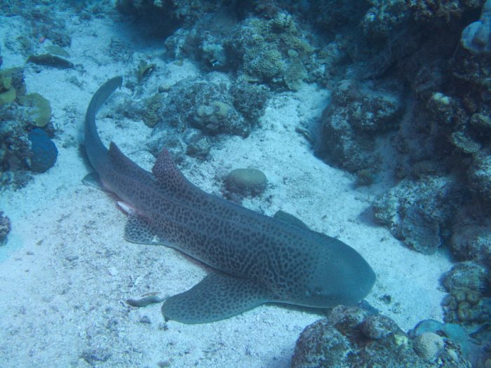 Requin léopard ou requin zèbre