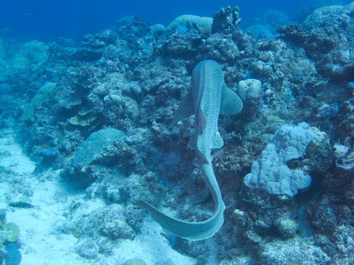 Requin léopard ou requin zèbre