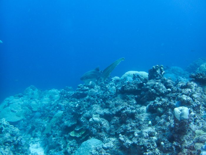 Requin léopard ou requin zèbre