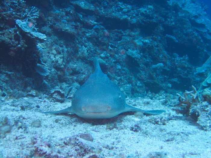 Requin léopard ou requin zèbre