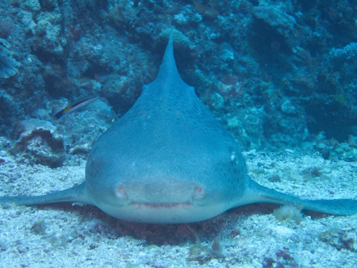 Requin léopard ou requin zèbre