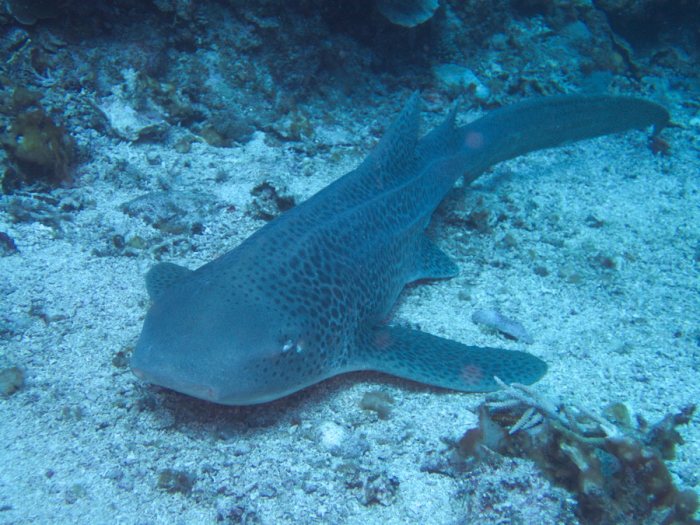 Requin léopard ou requin zèbre