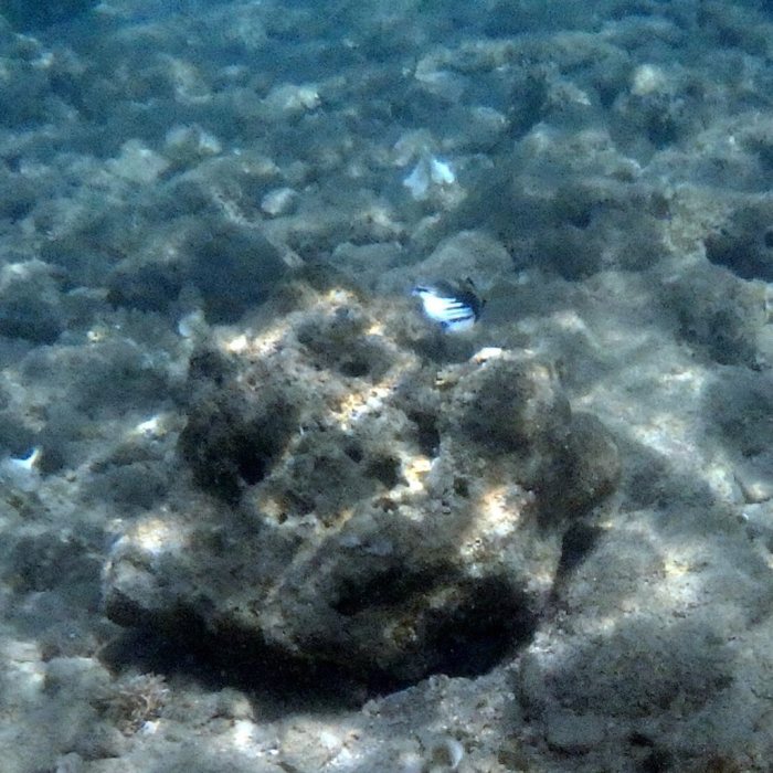 Rhinecanthus aculeatus