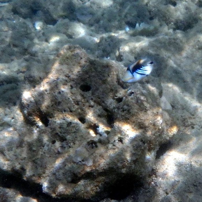 Rhinecanthus aculeatus