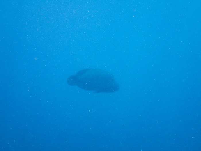 Cheilinus undulatus