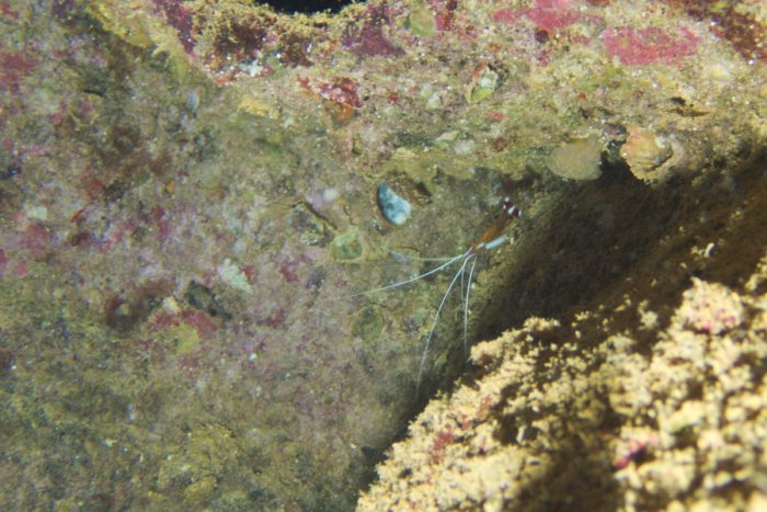 Lysmata amboinensis