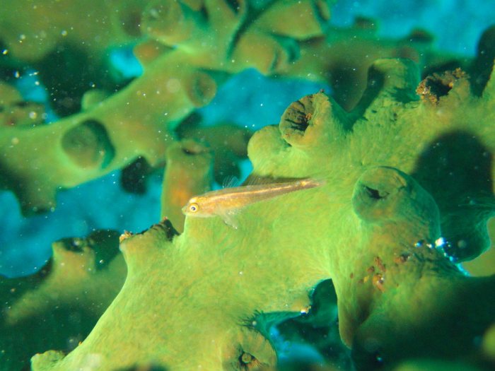 Poissons osseux