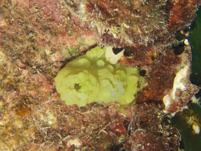 Pallusia julinea