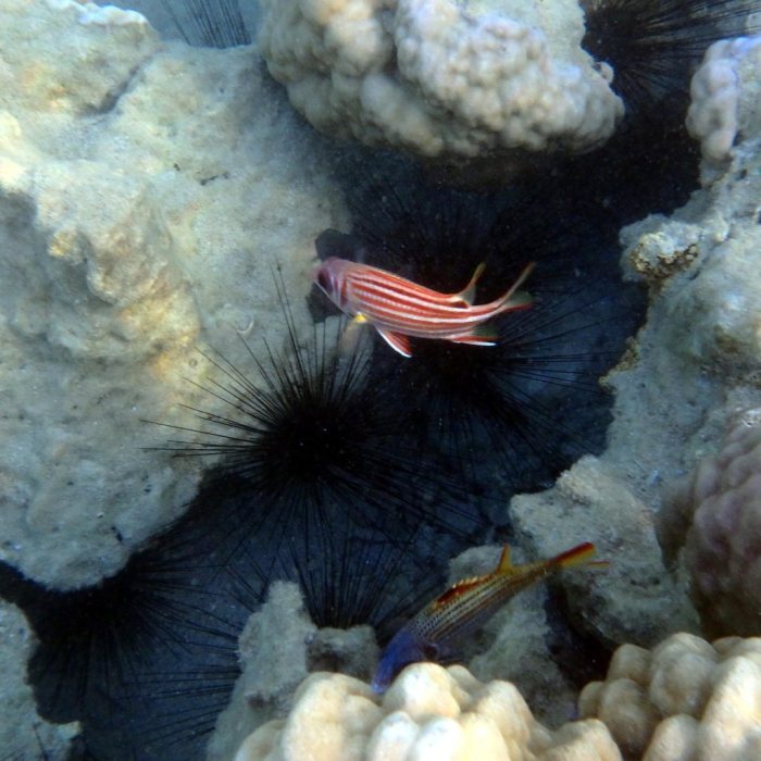 Sargocentron rubrum