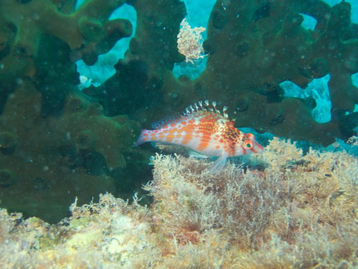 Cirrhitichthys falco