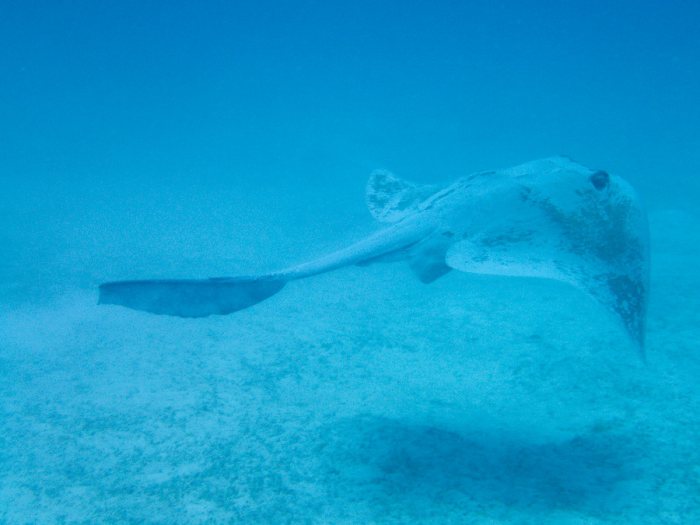 Pastinachus sephen