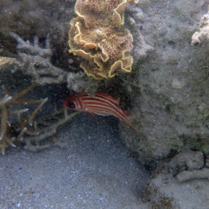 Sargocentron rubrum