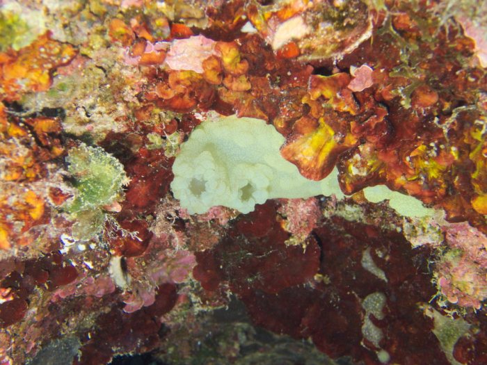 Pallusia julinea