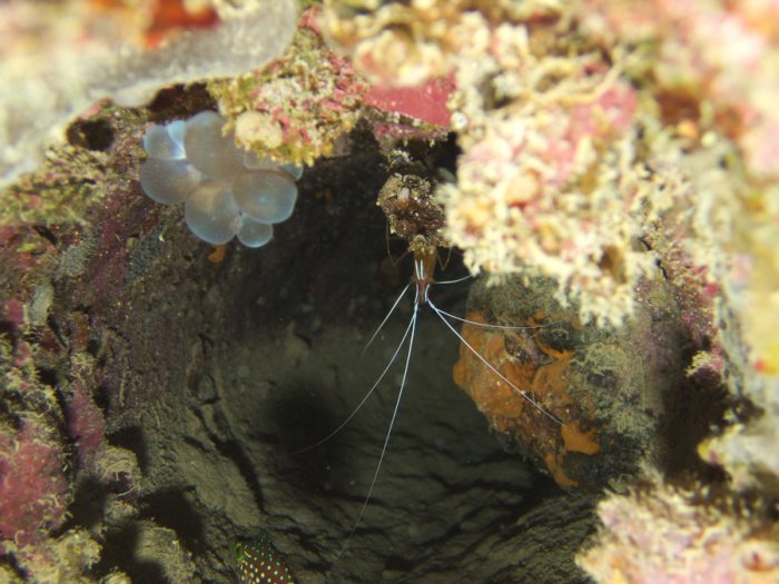 Lysmata amboinensis