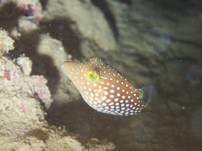 Canthigaster janthinoptera