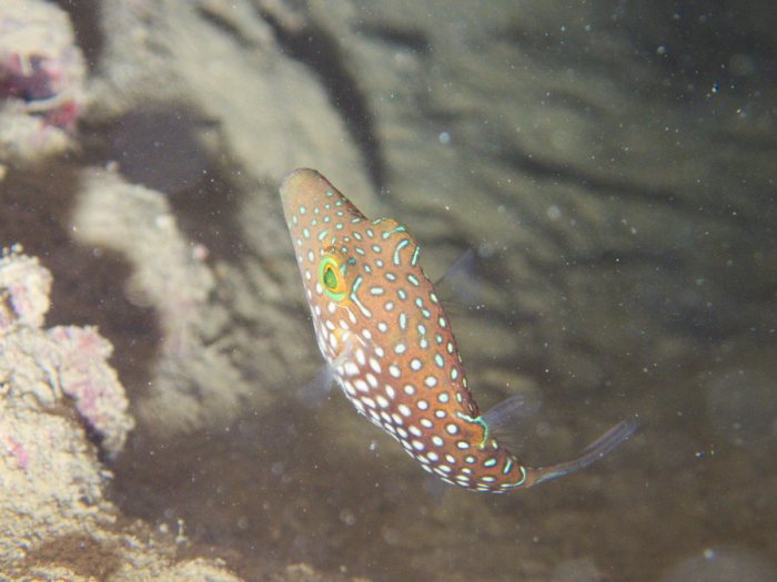 Canthigaster janthinoptera