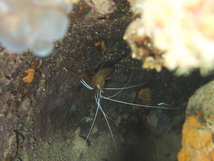 Lysmata amboinensis