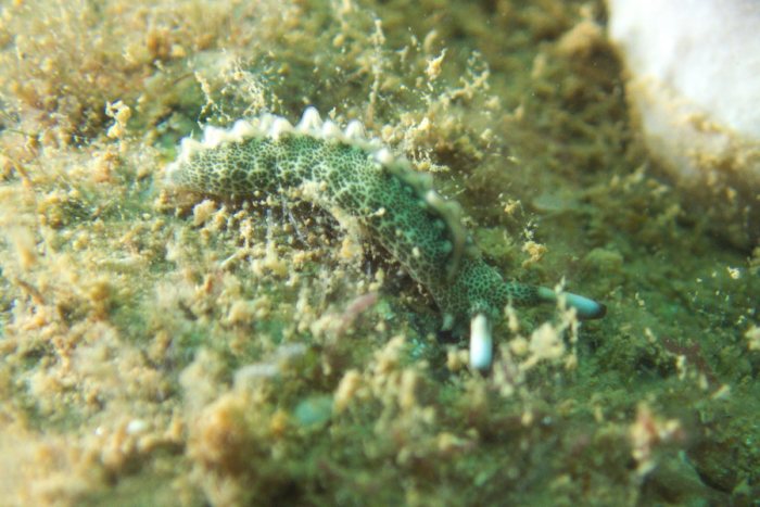 Thuridilla carlsoni