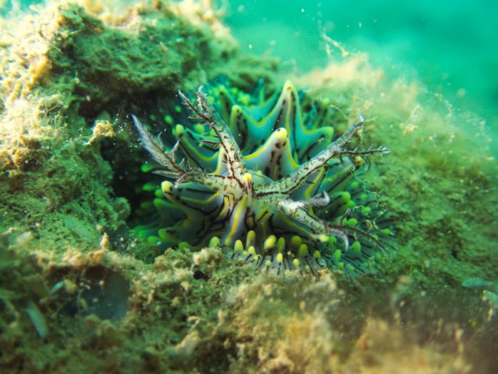 Halgerda willeyi