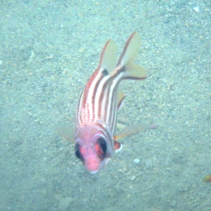 Sargocentron rubrum