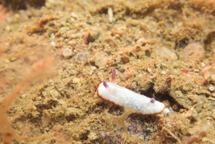 Goniobranchus preciosa