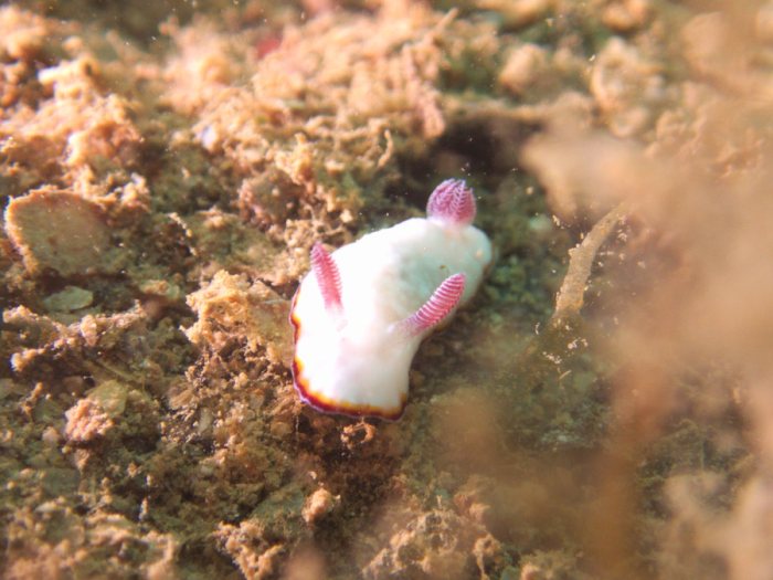 Goniobranchus preciosa
