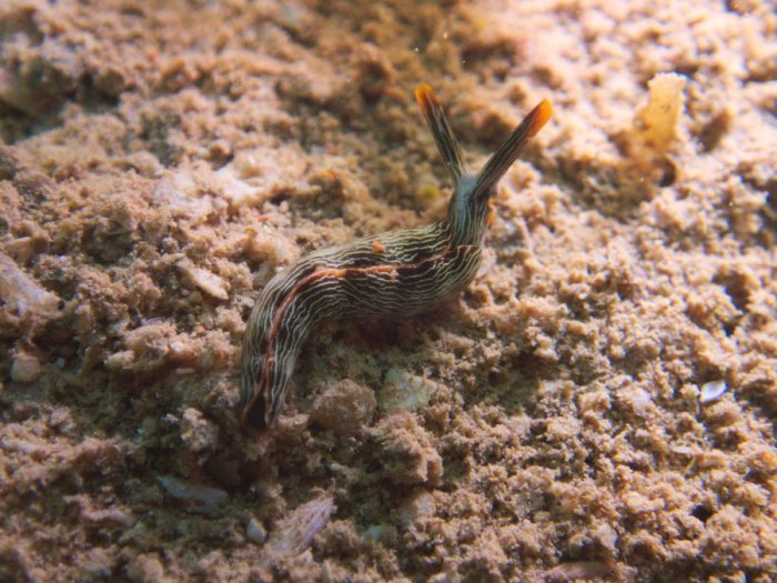Thuridilla bayeri