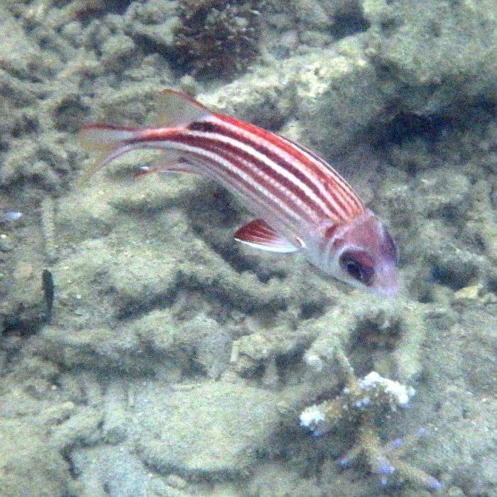 Sargocentron rubrum
