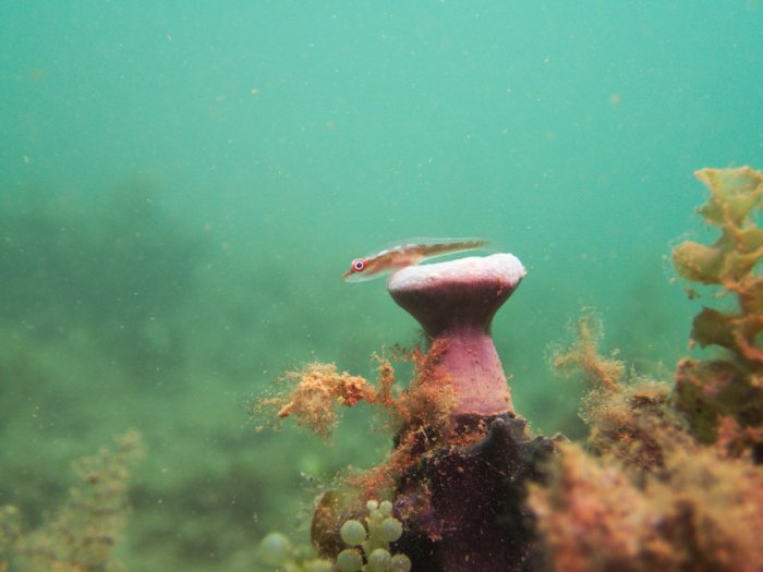 Bryaninops yongei
