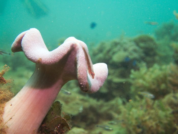 Bryaninops yongei