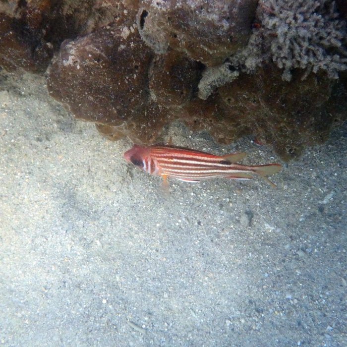Sargocentron rubrum