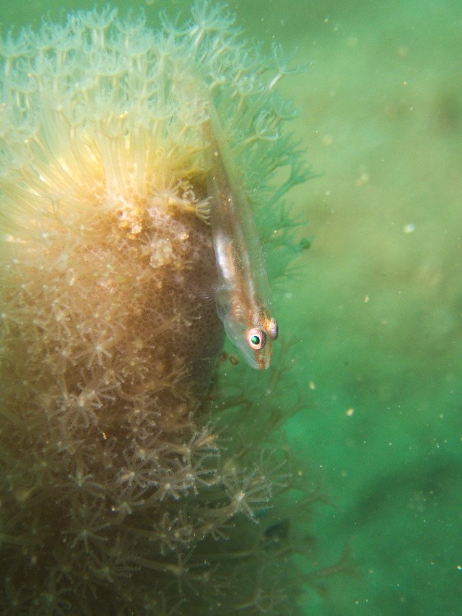 Bryaninops yongei