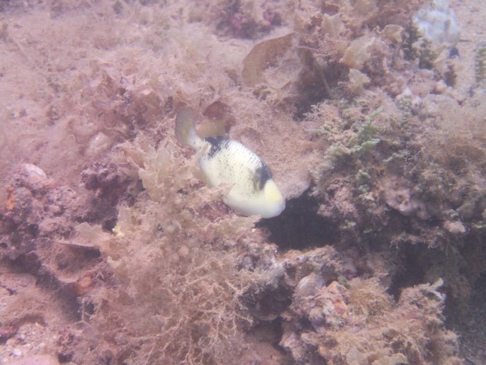 Balistoides viridescens