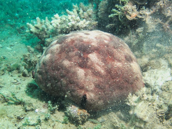Culcita novaeguineae