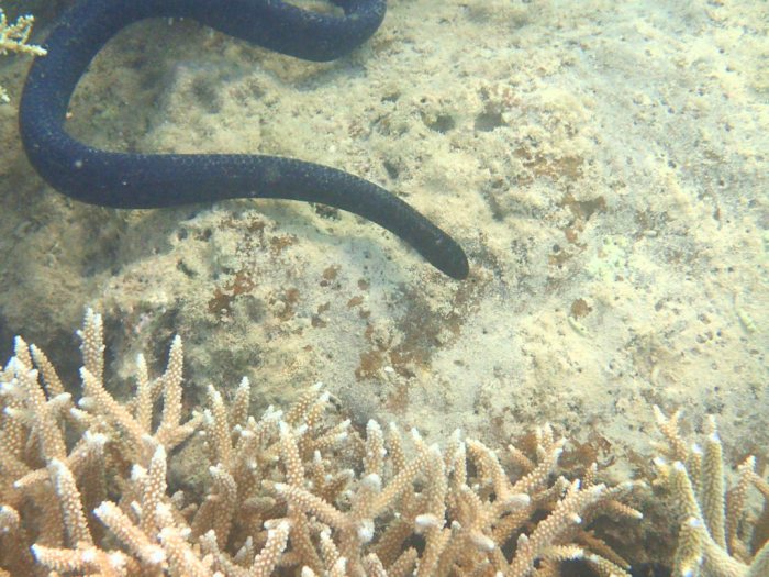 Emydocephalus annulatus