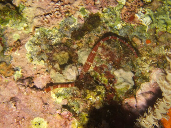 Corythoichthys amplexus