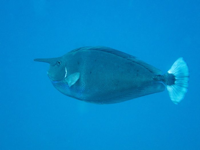 Naso brevirostris